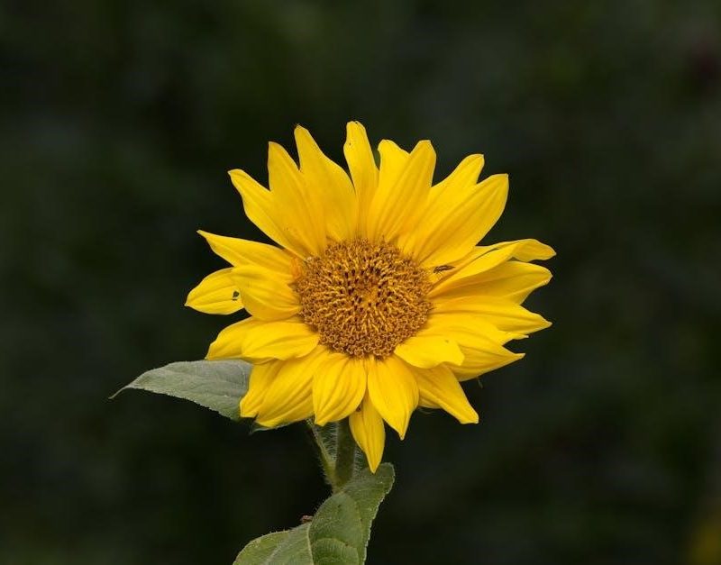 full hd car dvr 1080p manual