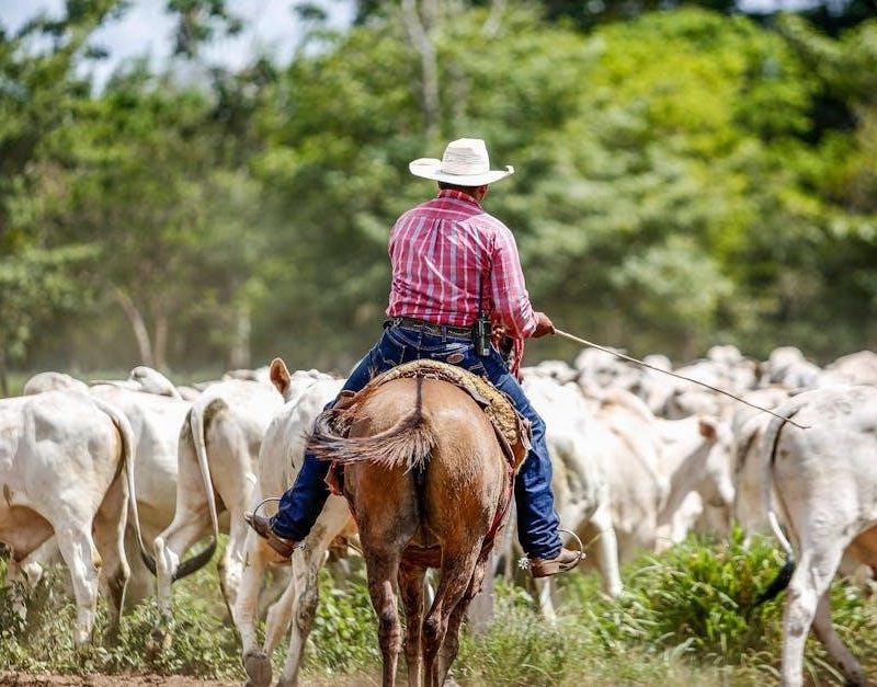 manual de manejo utah en español 2024 pdf