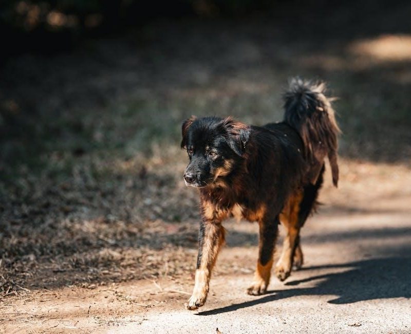 the alpha and beta’s regret pdf free download