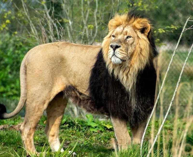 the alpha king’s fated mate gwen pdf free