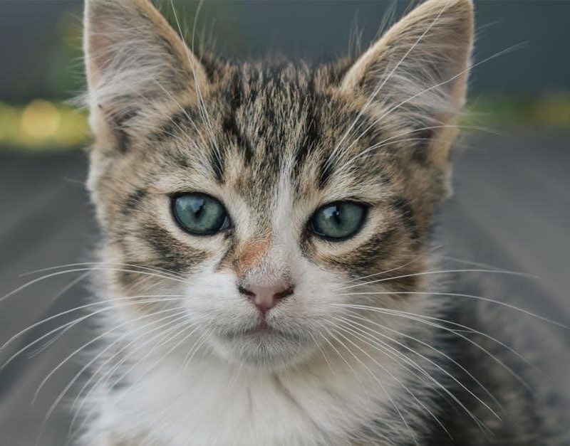 cat vaccination schedule pdf